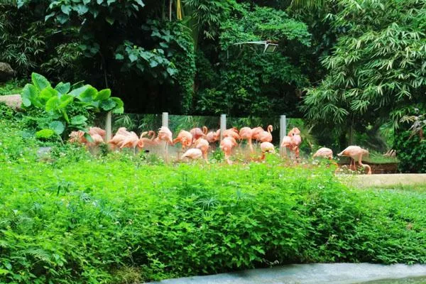 2022深圳野生動物園門票多少一張 附最新優惠政策