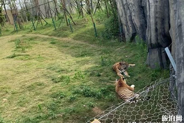 南通森林野生動物園有什么好玩的項目 分為幾區