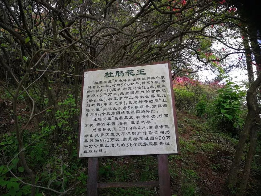 龜峰山風景區好玩嗎 龜峰山旅游攻略 龜峰山風景區好玩嗎 龜峰山旅游攻略