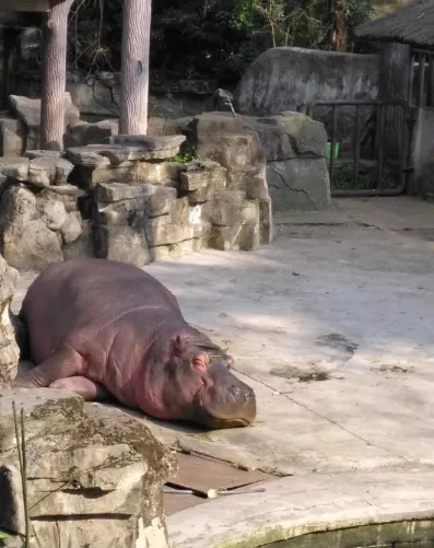 2018重慶動物園游記 重慶動物園好玩嗎 2018重慶動物園游記 重慶動物園好玩嗎