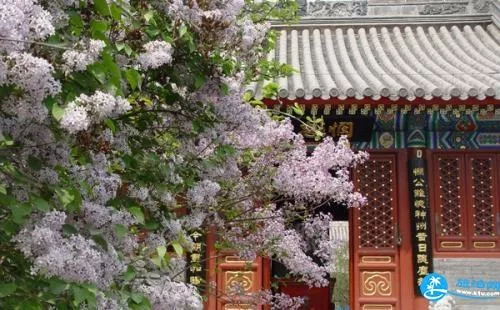 <a href='/beijing/' target=_blank>北京</a>法源寺賞花攻略 北京法源寺賞花攻略