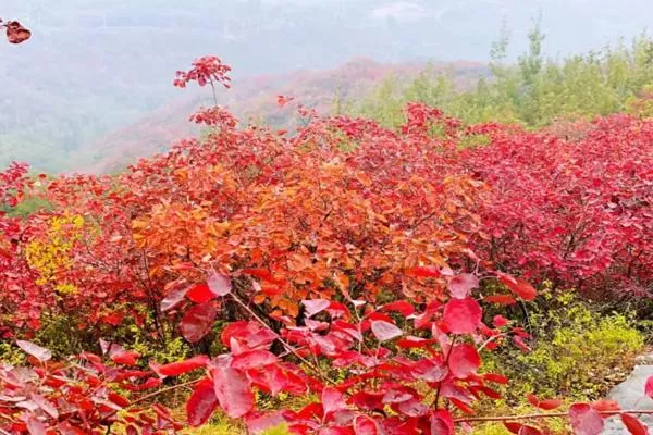 2022竹林長壽山紅葉節時間及詳情