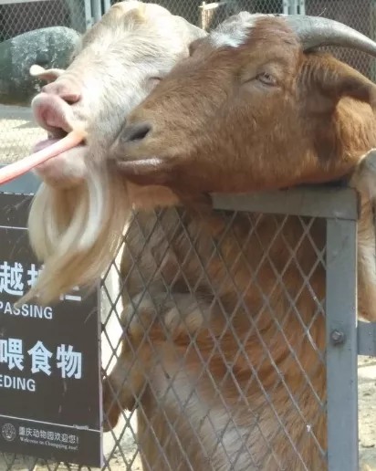 2018重慶動物園游記 重慶動物園好玩嗎 2018重慶動物園游記 重慶動物園好玩嗎