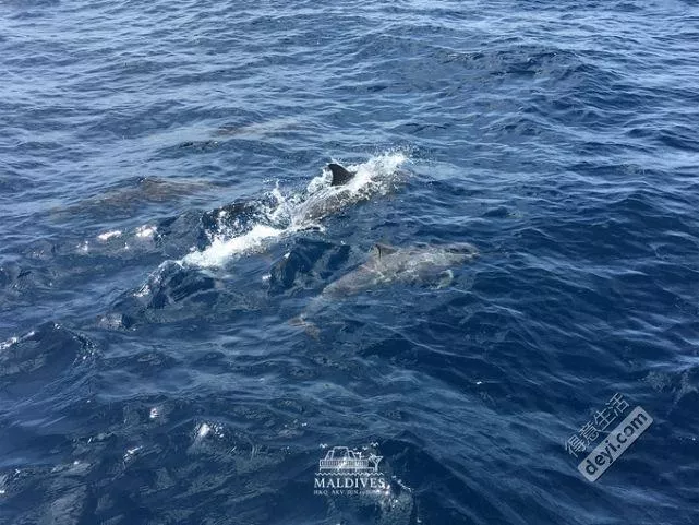 馬爾代夫安娜塔拉吉哈瓦島旅游攻略 馬爾代夫安娜塔拉吉哈瓦島旅游攻略