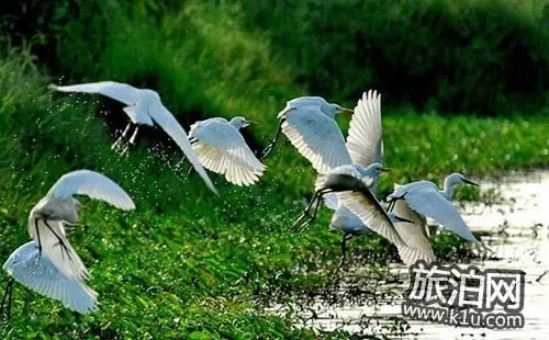 南沙濕地公園游玩攻略2018 南沙濕地公園游玩攻略2018