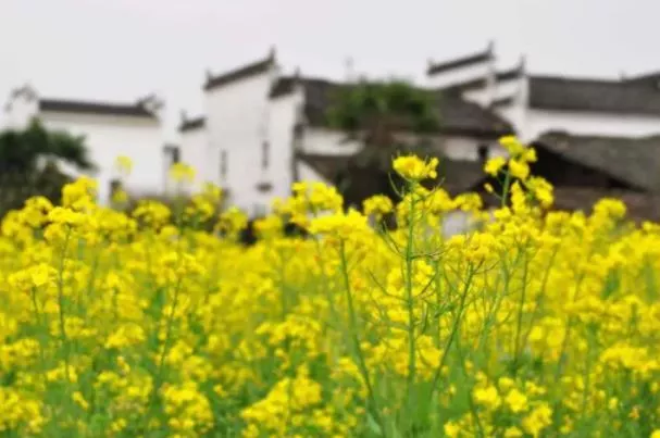 婺源油菜花季節是幾月份