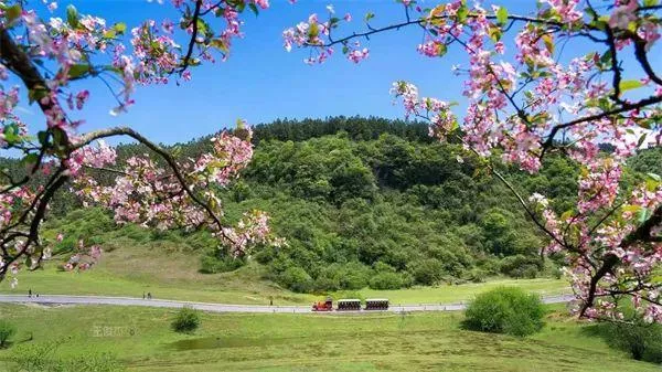 武隆區春游踏青好去處推薦 賞花、摘草莓等玩法都有哦 武隆區春游踏青好去處推薦 賞花、摘草莓等玩法都有哦