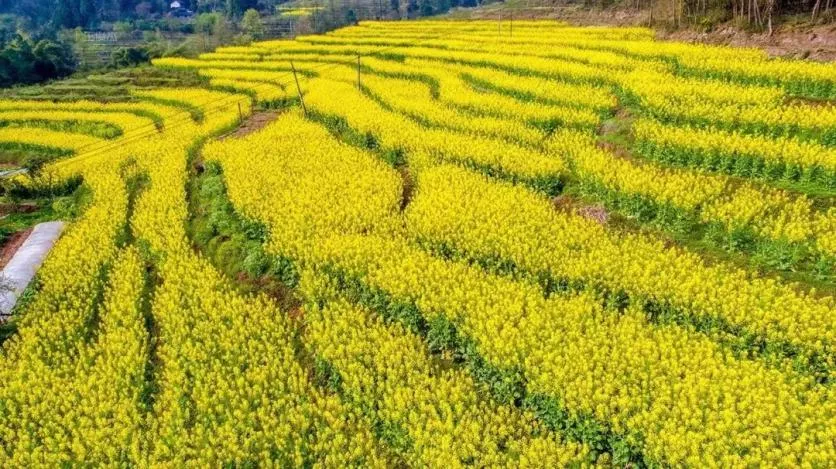 武隆區春游踏青好去處推薦 賞花、摘草莓等玩法都有哦