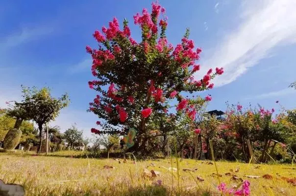 湖北隨州春季賞花景點有哪些